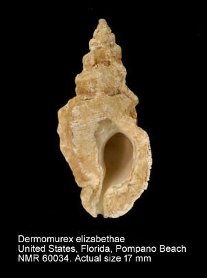Dermomurex elizabethae.jpg - Dermomurex elizabethae(McGinty,1940)
